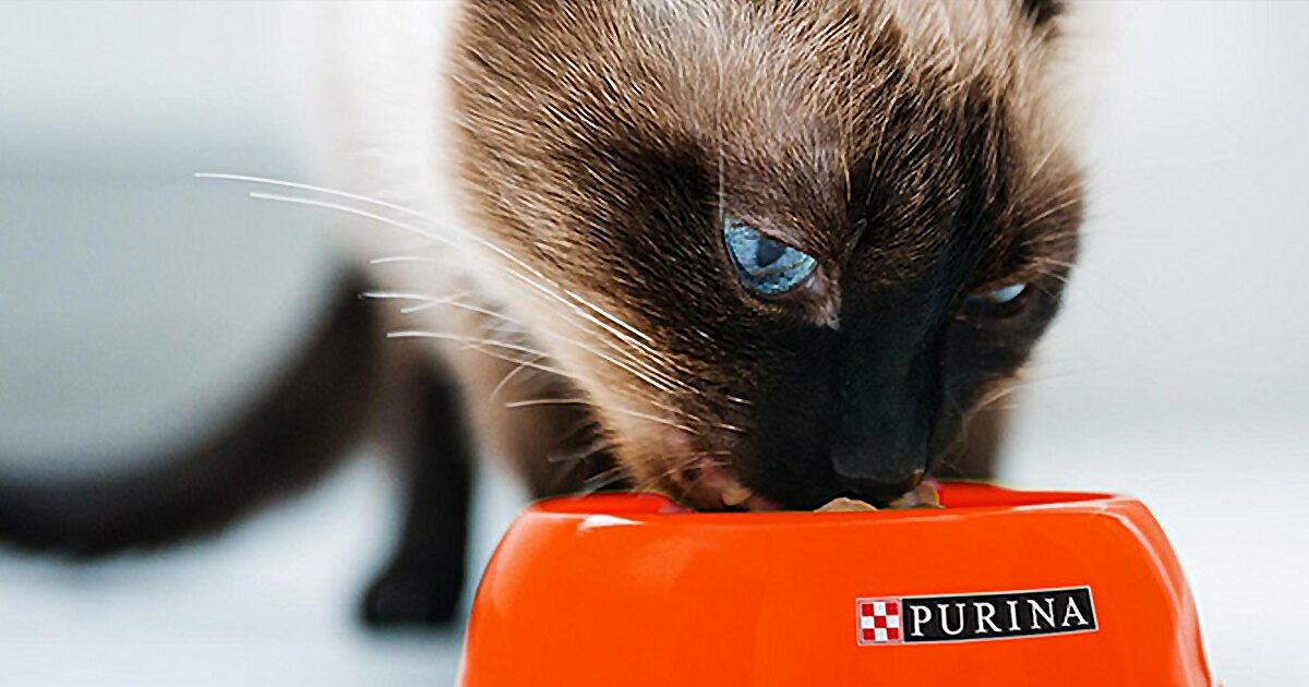 cat-food