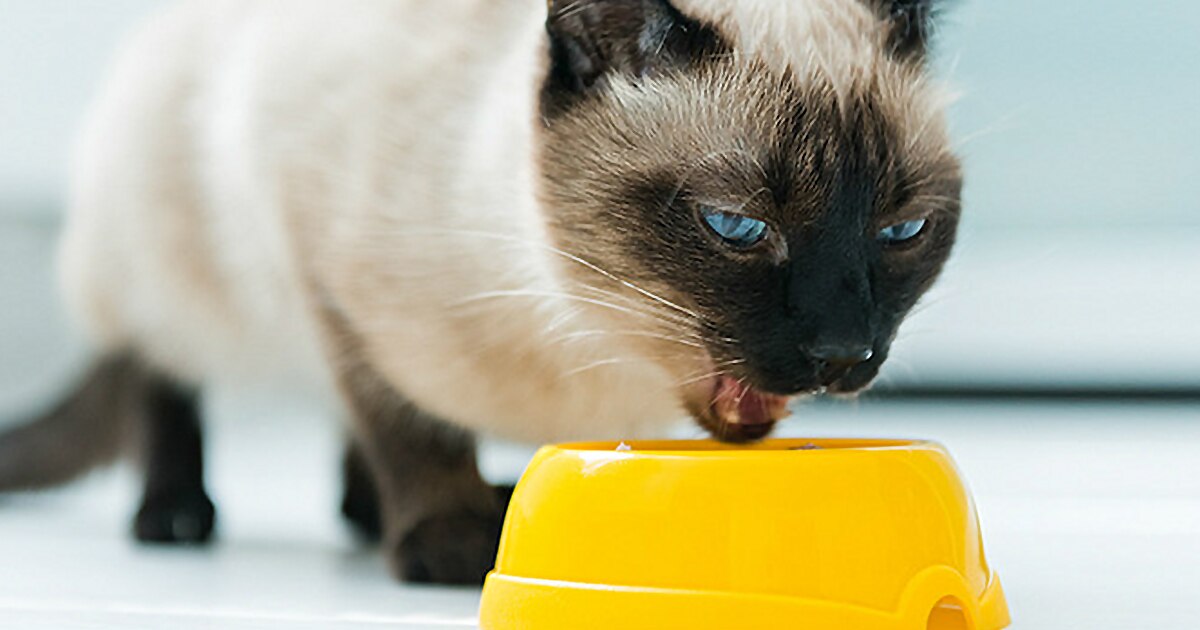 alimentar-gato-adulto