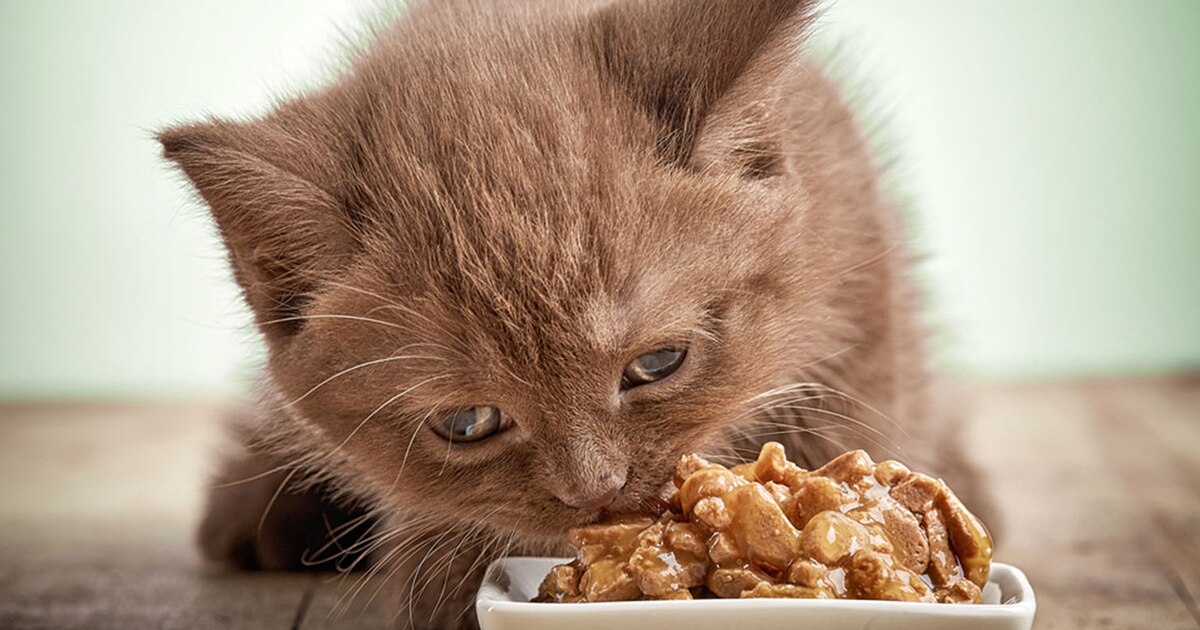 cat-food
