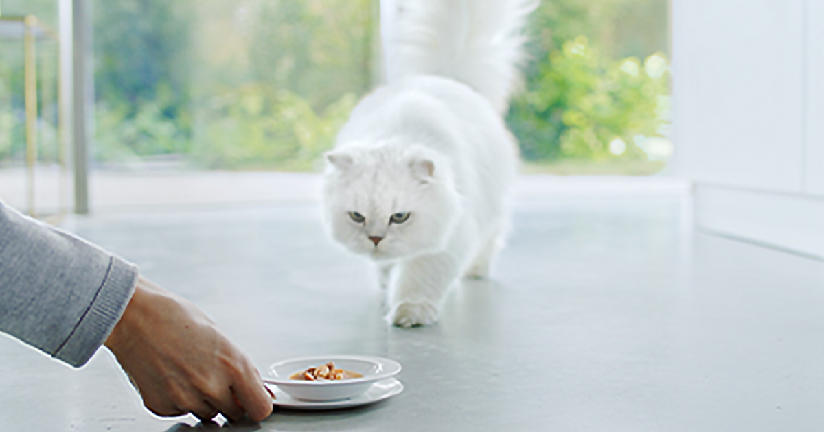 cat-food
