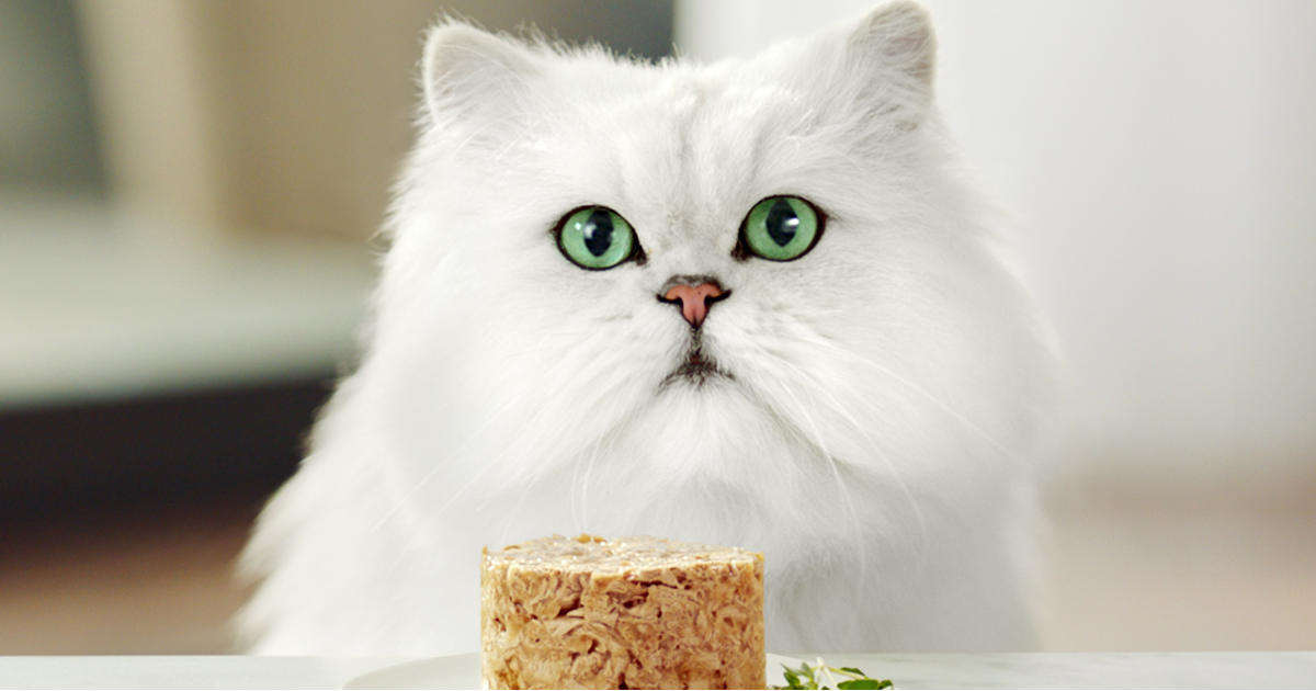 beneficios-humedo-gato