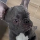 Rocco