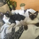 Oreo y Galleta