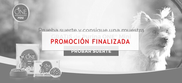 Purina ONE® MINI Prueba gratis recetas salsa